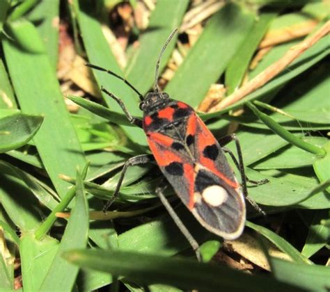 Reddish Black Chinch Bug Lygaeus Alboornatus INaturalist