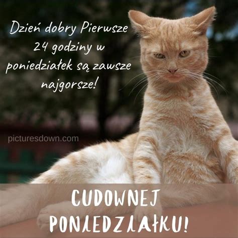 Kartka dzień dobry w poniedziałek śmieszne wściekły kot