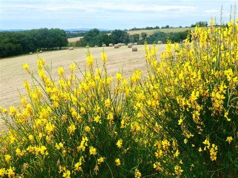 Solve My Trip To France May June Brem Scotch Broom Cytisus