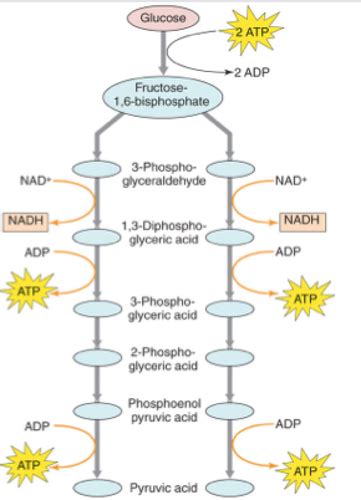 Biochem Ch Carbohydrate Metabolism I Flashcards Quizlet