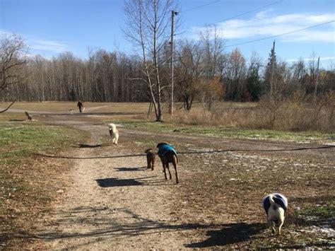 10 Of The Best Off Leash Dog Parks In Canada Chatelaine