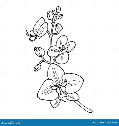 Orchid Flower Hand Drawn Collection Stock Vector Illustration Of