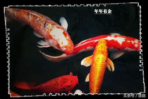 圖說之年年有魚 每日頭條