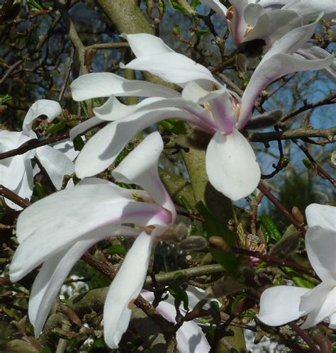 Magnolia × Loebneri Trees And Shrubs Online