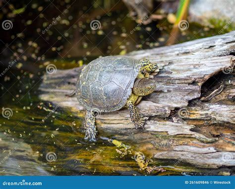 High Angle Macro Shot Of A European Pond Turtle Climbing Out Of The