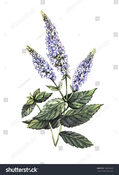 Peppermint Watercolor Handwork Stock Illustration 160633622 - Shutterstock