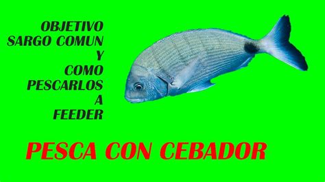 Como Pescar Sargo Comun A Feeder Pesca Con Cebador Youtube