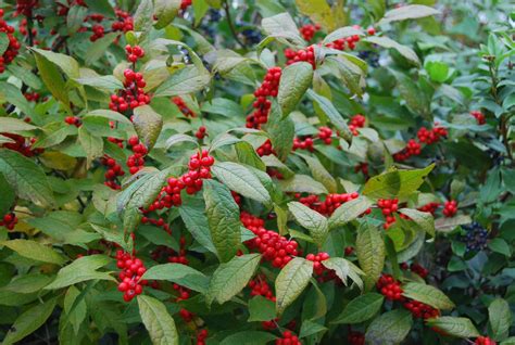 Ilex verticillata 'Winter Red' – Nurseries Caroliniana