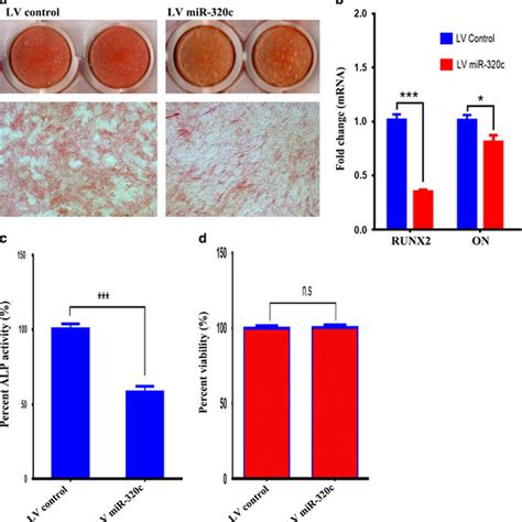 Overexpression Of Mir C Suppressed Alp Activity In Hmsc A