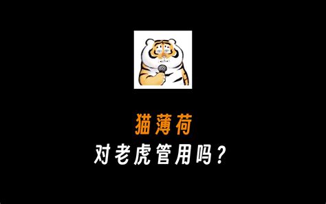 猫薄荷让猫这么上头，对老虎管用吗？ 废话终结 废话终结 哔哩哔哩视频