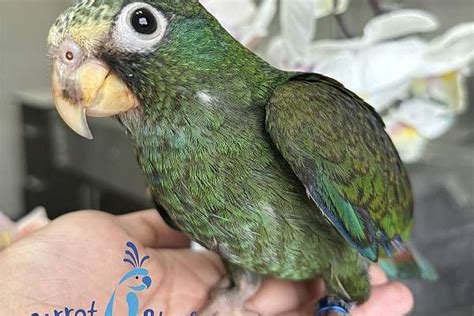 Baby White Capped Pionus Available At Parrot Stars