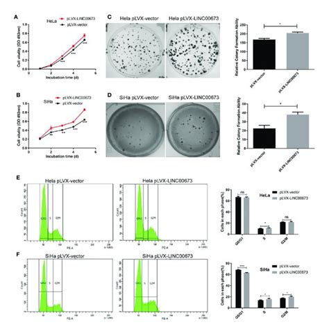 Linc00673 Promotes The Proliferation Colony Formation And Cell Cycle