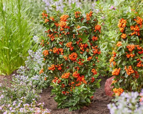 Pyracantha coccinea 'Orange Star' PBR - Polish Nurserymen Association
