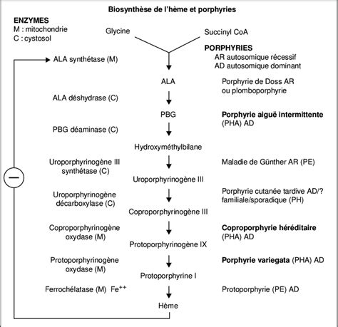 Biosynthèse de l hème et porphyries L hème est le constituant