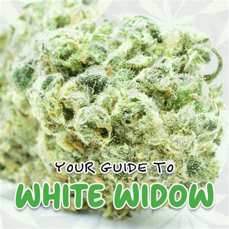 Guide To White Widow Top Hybrid Shelf Flower Ie 420 Meds