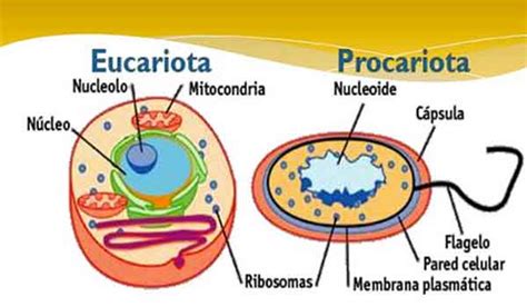 Diferenças Entre Células Eucariontes E Procariontes Resumo Planeta Biológico