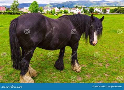 Black Gypsy Horse Aka Gypsy Vanner or Irish Cob Grazes on Pasture Stock ...