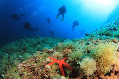 Viaggi Sub E Immersioni In Spagna Profondo Blu