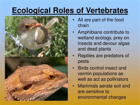 Ppt The Vertebrates Phylum Chordata Powerpoint Presentation Free