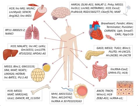 Main Lncrnas Described As Playing Physiological Roles In Function