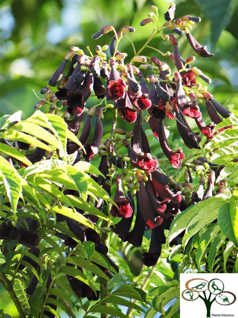 Jacarandá Vinho Carobão ou Caroba de Flor Vermelha Jacaranda