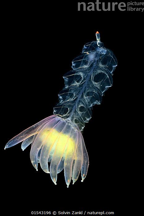 Nature Picture Library Siphonophore (Physophora hydrostatica) deep sea ...