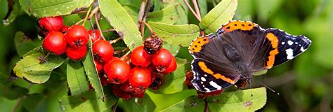 Biologisk mångfald i Finland Natur och miljö