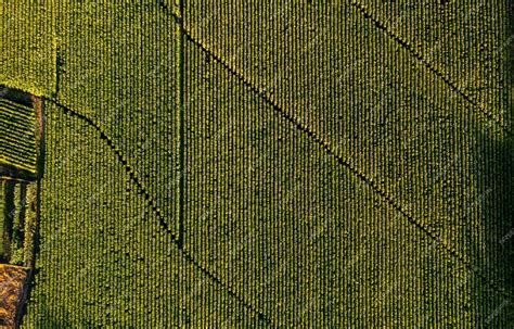 Premium Photo | Aerial view of field growing tobacco in chile top view ...