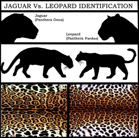 Jaguar Vs. Leopard by NaturePunk on DeviantArt