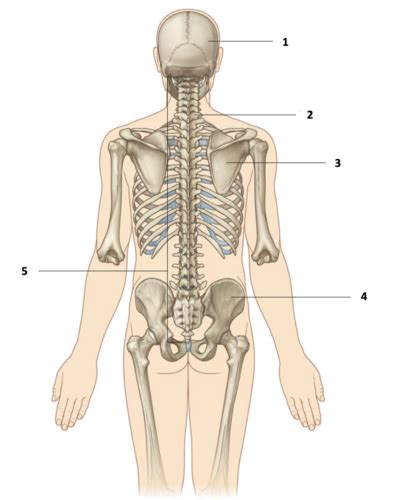 Anatomy The Back Flashcards Quizlet