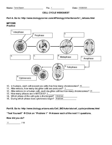 Cell Cycle Webquest Merged Name Per