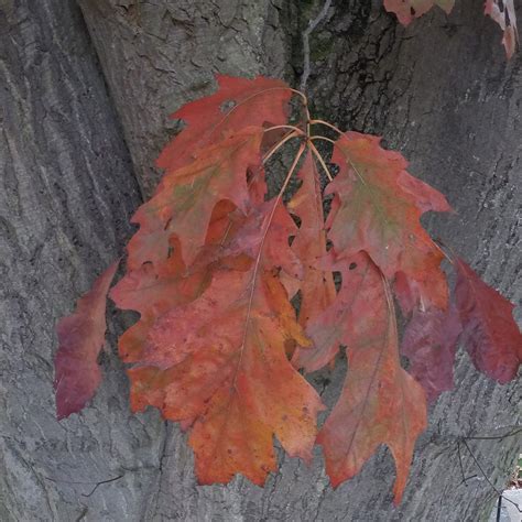 Quercus Rubra In Roath Park Pleasure Garden