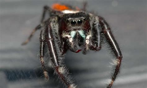 Jumping Spider - A-Z Animals