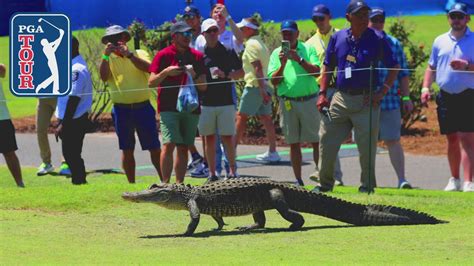 Next On The Tee Alligator Disrupts Zurich Classic Of New Orleans