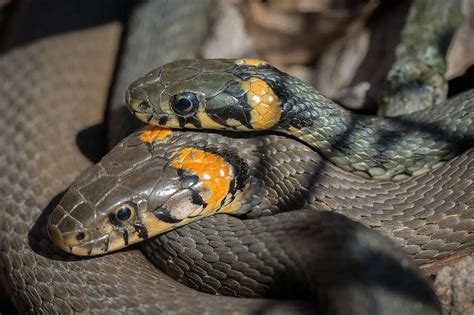 Significado de soñar con ser mordido por una serpiente en el brazo