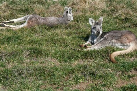 Meet the animals at the Oakland Zoo - Oakland North