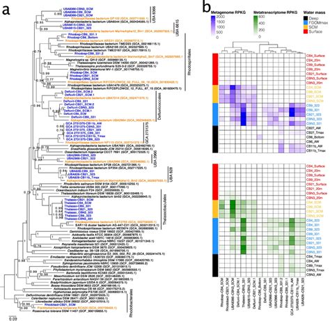 a Phylogenetic tree of the Alphaproteobacteria MAGs identified as most ...