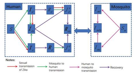 Implication Of Sexual Transmission Of Zika On Dengue And Zika Outbreaks