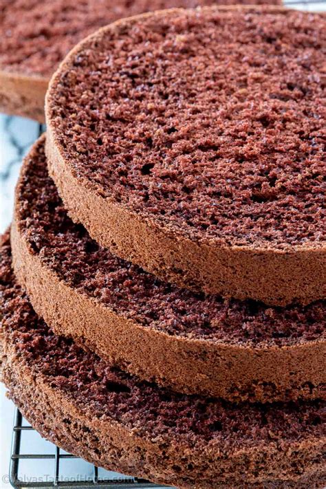 Chocolate Genoise Sponge Cake Pasticceria Gelateria Italiana