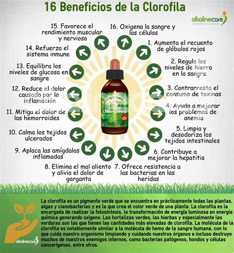 Para Que Serve A Clorofila - Propiedades y Beneficios de la Clorofila | Clorofila beneficios ...