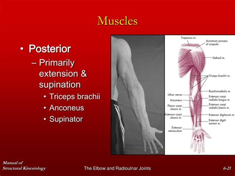 Ppt Chapter The Elbow And Radioulnar Joints Powerpoint Presentation