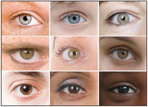 Eye Colour Google Search