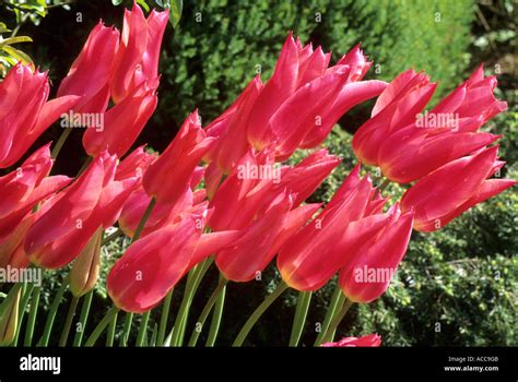 Tulip Tulipa Mariette Hi Res Stock Photography And Images Alamy