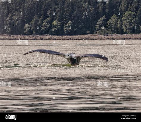 July 5 2012 Borough Of Juneau Alaska Us A Humpback Whale