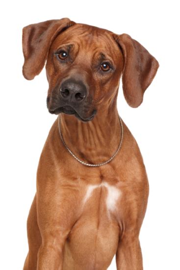 Rhodesian Ridgeback Steckbrief Charakter Lebenserwartung Pflege