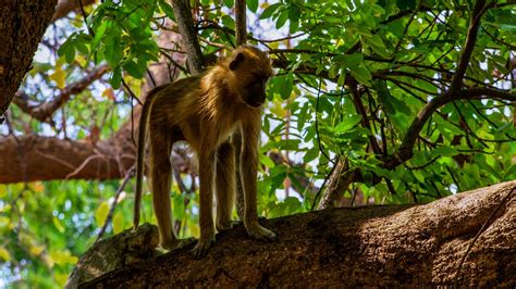 Baboon Yellow Monkey - Free photo on Pixabay