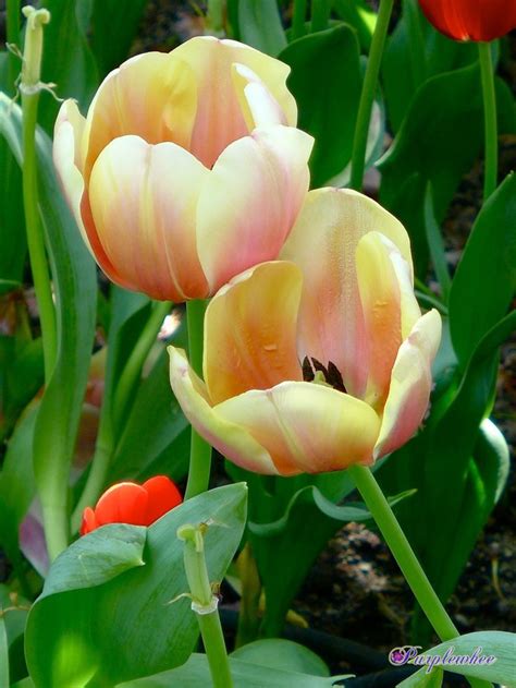 Tulipa Marit Flowers Tulips Rose