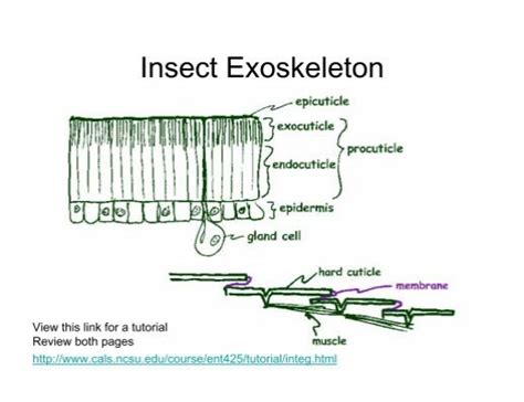 Insect Exoskeleton - Purdue Extension Entomology