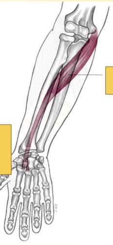 Anatomical Kinesiology Exam 1 Forearm Flashcards Quizlet