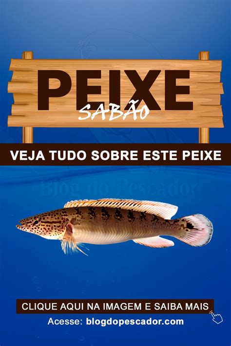 Peixe sabão Saiba tudo sobre esta espécie Peixes Tudo sobre peixes